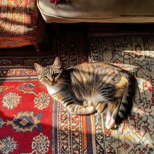 KI-Bild aus der Vogelperspektive: Katze liegt von oben gesehen auf einem Orientteppich
